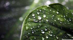 Leaf Macro Water Drops HD wallpaper thumb