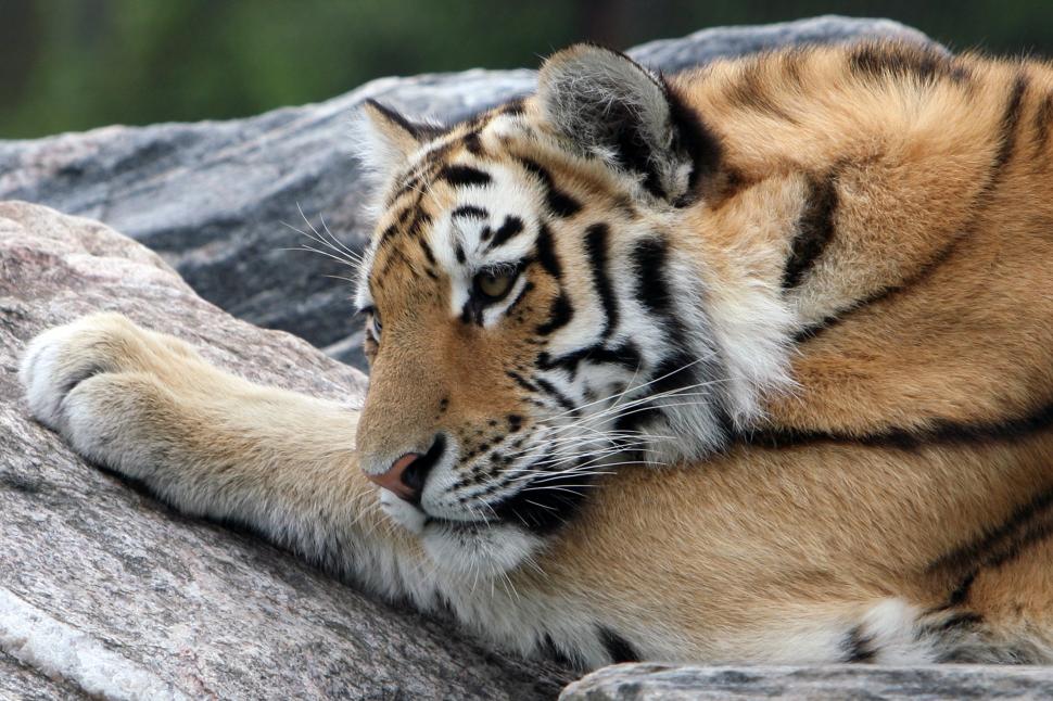 Tiger rest on stone wallpaper,Amur tiger HD wallpaper,Cat HD wallpaper,tiger HD wallpaper,stone HD wallpaper,rest HD wallpaper,snout HD wallpaper,3888x2592 wallpaper