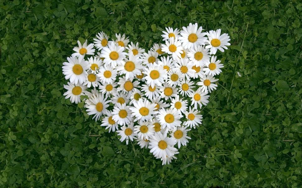 Heart-shaped white daisy of love wallpaper,Heart HD wallpaper,White HD wallpaper,Daisy HD wallpaper,Love HD wallpaper,1920x1200 wallpaper