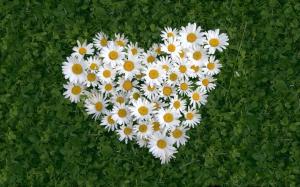 Heart-shaped white daisy of love wallpaper thumb