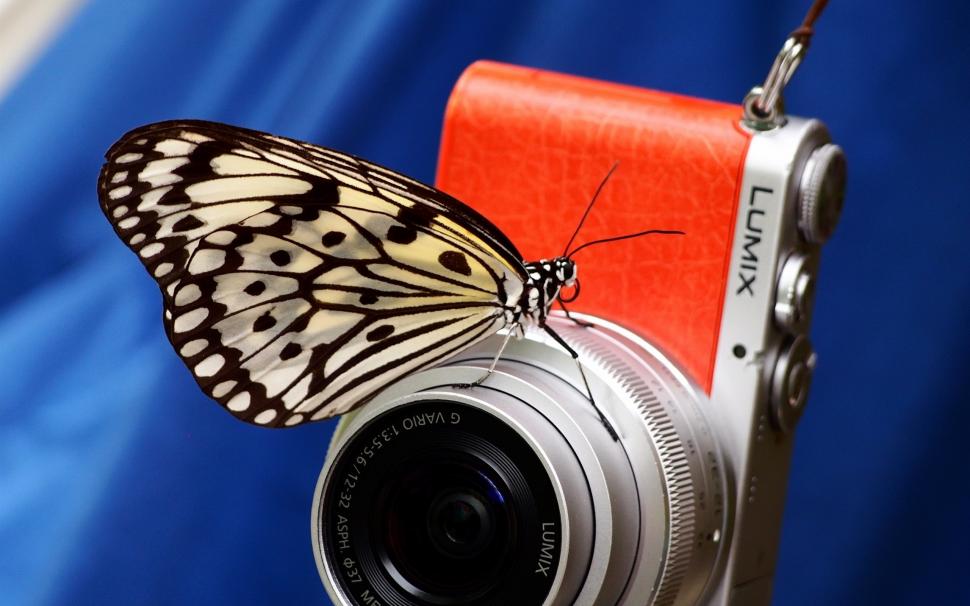 Butterfly and digital camera wallpaper,Butterfly HD wallpaper,Digital HD wallpaper,Camera HD wallpaper,2560x1600 wallpaper