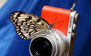 Butterfly and digital camera wallpaper thumb