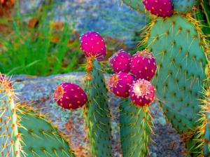 Blooming Cactus wallpaper thumb