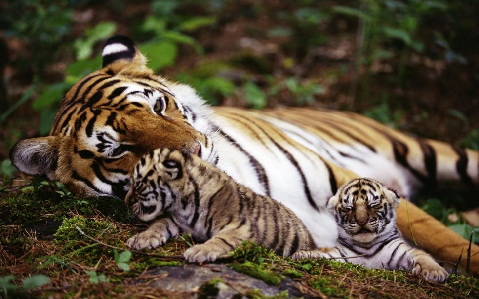 Tiger mother with cubs wallpaper,Tiger HD wallpaper,Mother HD wallpaper,Cubs HD wallpaper,1920x1200 wallpaper
