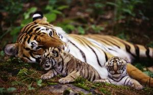 Tiger mother with cubs wallpaper thumb