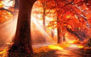 Heavenly Autumn Forest wallpaper thumb