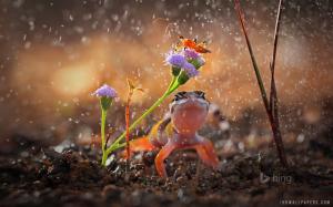 Gecko and Insect On Rainy Day wallpaper thumb