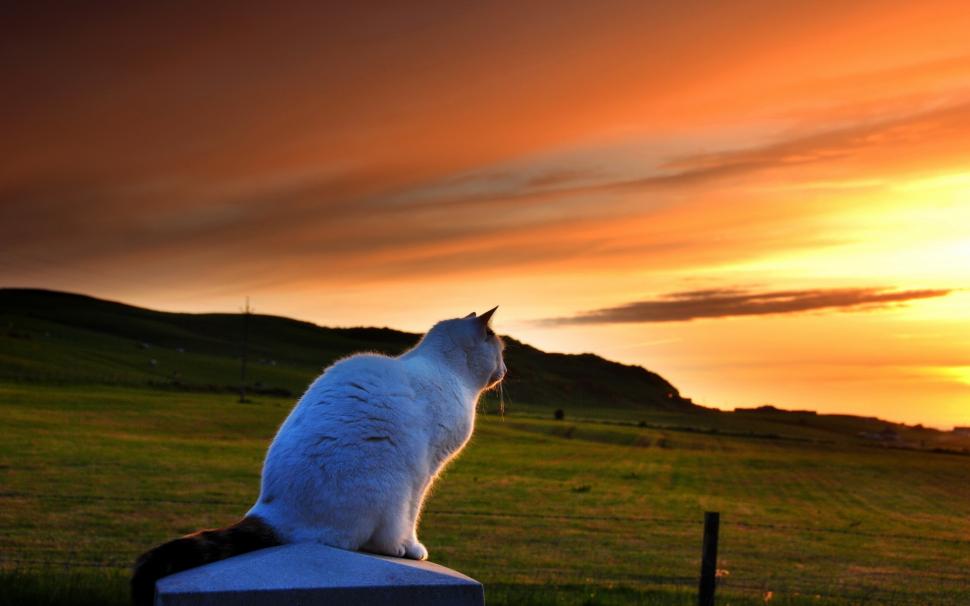 Cat Looking to Sunset wallpaper,scenery HD wallpaper,animals HD wallpaper,nature HD wallpaper,sky HD wallpaper,orange HD wallpaper,1920x1200 wallpaper