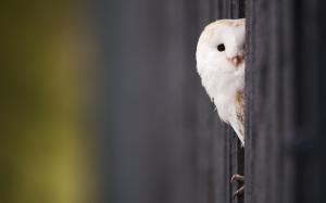 White Owl wallpaper thumb