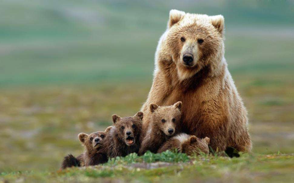Beautiful Bear with Cubs wallpaper,bear HD wallpaper,cubs HD wallpaper,1920x1200 wallpaper