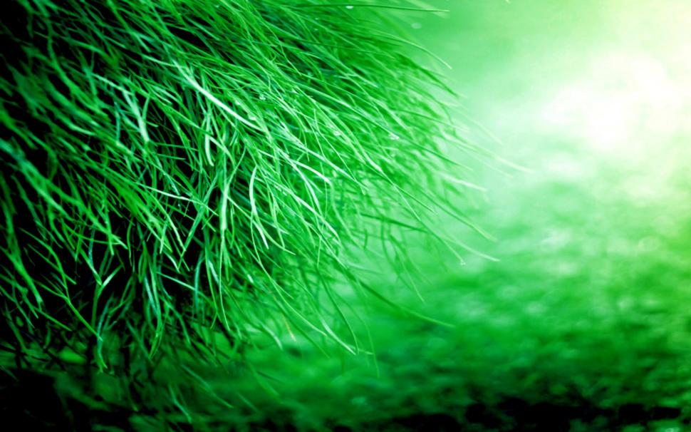 Green Green Grass wallpaper,leafs HD wallpaper,nature HD wallpaper,grass HD wallpaper,green HD wallpaper,beautiful HD wallpaper,nature & landscapes HD wallpaper,1920x1200 wallpaper