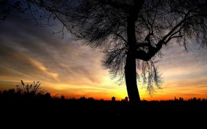 Tree silhouette in the evening sky wallpaper thumb