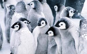 Baby Penguins wallpaper thumb