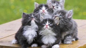 Persian Kittens wallpaper thumb