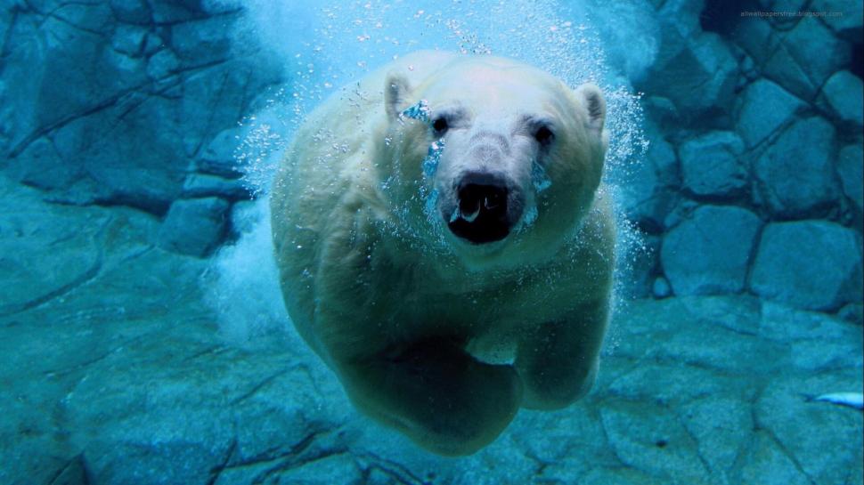 Underwater Polar Bear wallpaper,swimming HD wallpaper,lovley HD wallpaper,polar HD wallpaper,bear HD wallpaper,animals HD wallpaper,1920x1080 wallpaper