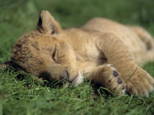 sleepy lion cub grass HD wallpaper thumb
