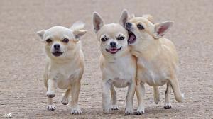 Funny Chihuahua Dog  Hi Resolution Image wallpaper thumb