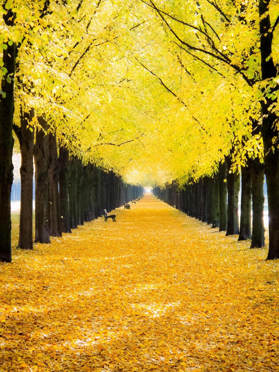 Trees, Nature, Path, Yellow Leaves, Benches wallpaper,trees wallpaper,nature wallpaper,path wallpaper,yellow leaves wallpaper,benches wallpaper,1500x2000 wallpaper