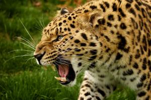 Amur leopard snout wallpaper thumb