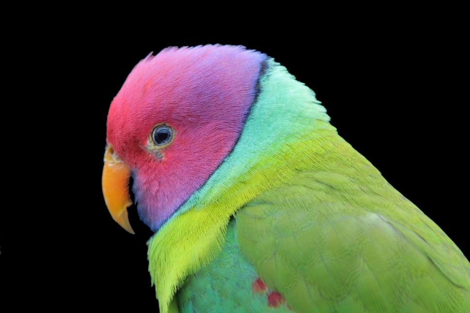Bird Parot Colorful wallpaper,Bird HD wallpaper,parrot HD wallpaper,color HD wallpaper,dark background HD wallpaper,2048x1365 wallpaper