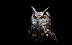 Owl, black background wallpaper thumb