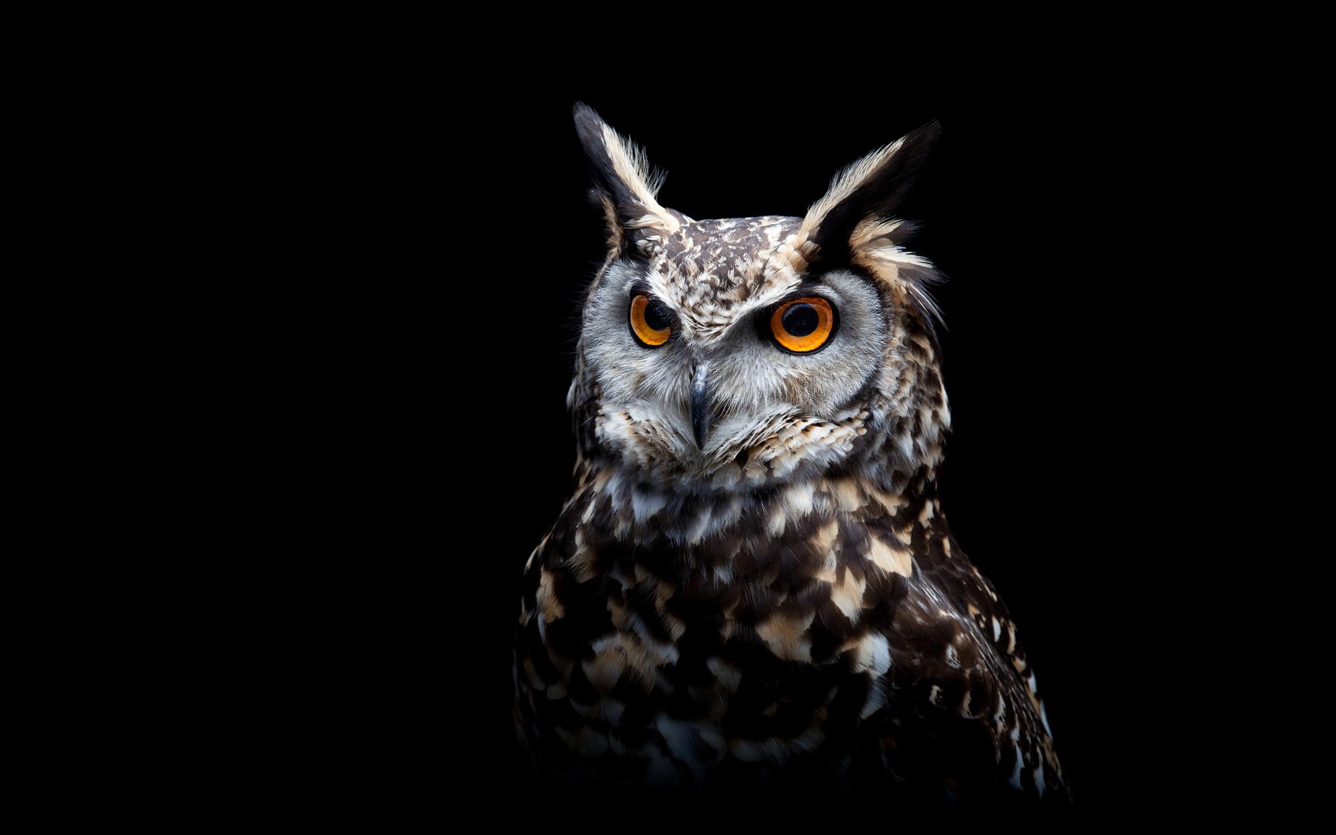 Owl, black background wallpaper | animals | Wallpaper Better