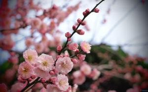 Pink Flowers On An Apricot Plant wallpaper thumb