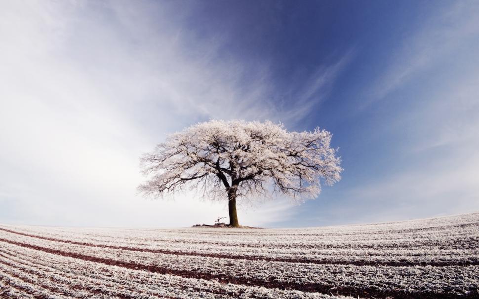 Broad field, lonely tree, blue sky, white clouds, frost wallpaper,Broad HD wallpaper,Field HD wallpaper,Lonely HD wallpaper,Tree HD wallpaper,Blue HD wallpaper,Sky HD wallpaper,White HD wallpaper,Clouds HD wallpaper,Frost HD wallpaper,1920x1200 wallpaper