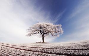 Broad field, lonely tree, blue sky, white clouds, frost wallpaper thumb