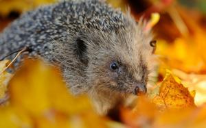 Hedgehog in Autumn Leaves wallpaper thumb