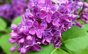 Purple lilac flowers branch, nature, spring wallpaper thumb