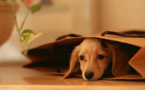 Cute puppy, lying, paper bag wallpaper thumb