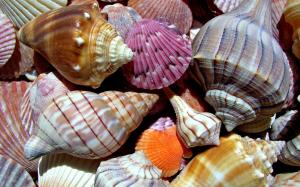 Sea Shells wallpaper thumb