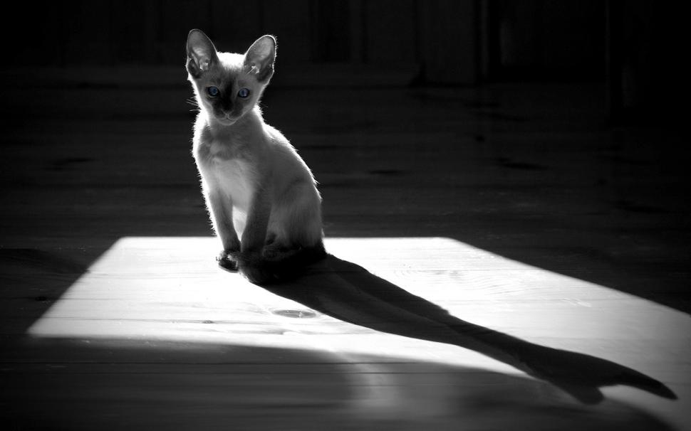 White kitten, shadow, silhouette wallpaper,White HD wallpaper,Kitten HD wallpaper,Shadow HD wallpaper,Silhouette HD wallpaper,1920x1200 wallpaper