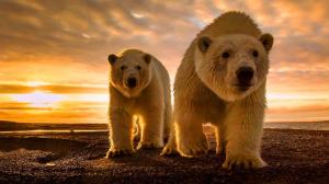 Polar Bear Sunset wallpaper thumb