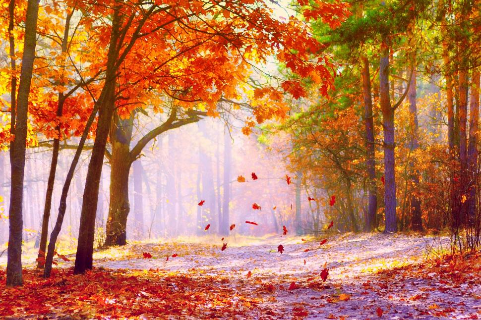 24+ Hd Wallpaper Autumn Leaves - Basty Wallpaper