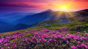 Sunrise, mountains, flowers, grass, dawn wallpaper thumb