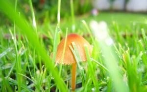 Small Mushroom and Wet Grass wallpaper thumb