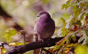 Lonely bird, dove, autumn, leaves wallpaper thumb