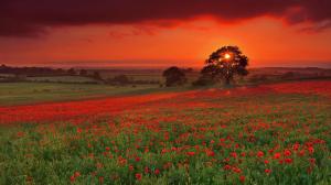 Poppy Red Sunset wallpaper thumb