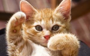 Cute kitty pose wallpaper thumb