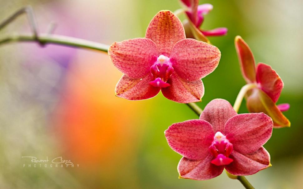 The Orchids of Display wallpaper,plants HD wallpaper,flowers HD wallpaper,lovely HD wallpaper,orchids HD wallpaper,lovely-flowers HD wallpaper,beautirul HD wallpaper,softness-beauty HD wallpaper,orchid-display HD wallpaper,nature HD wallpaper,garden HD wallpaper,2560x1600 wallpaper