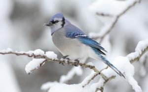 Blue Jay With Snow wallpaper thumb