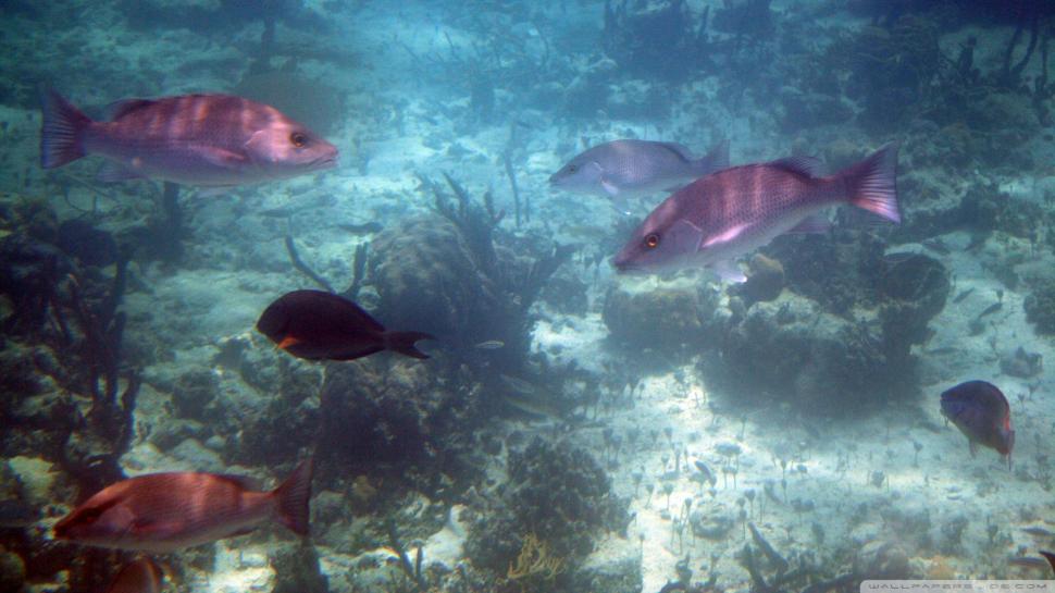 Bahamas Reef Fish wallpaper,nature HD wallpaper,oceans HD wallpaper,coral reefs HD wallpaper,fish HD wallpaper,nature & landscapes HD wallpaper,1920x1080 wallpaper