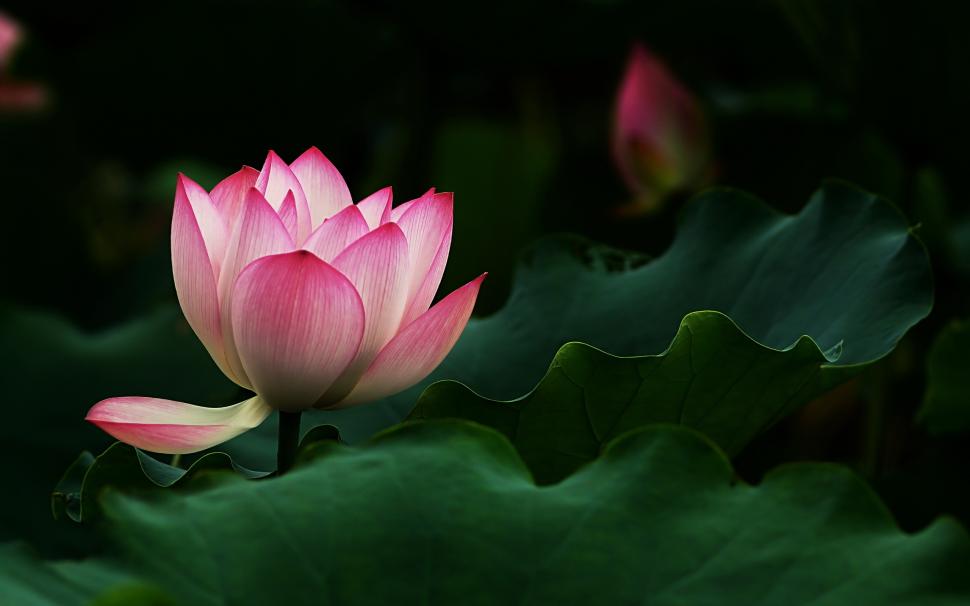 Beautiful Lotus Flower wallpaper,lotus HD wallpaper,leaves HD wallpaper,pink HD wallpaper,2560x1600 wallpaper