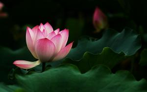 Beautiful Lotus Flower wallpaper thumb