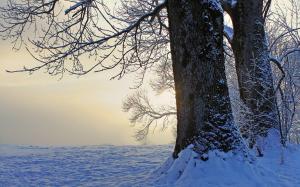 Winter, trees, snow, dusk wallpaper thumb
