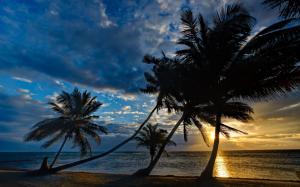 Coast, palm trees, sunset, tropics wallpaper thumb