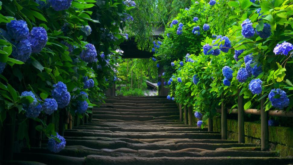 Pathway Flanked by Blue Flowers wallpaper,Scenery HD wallpaper,1920x1080 wallpaper