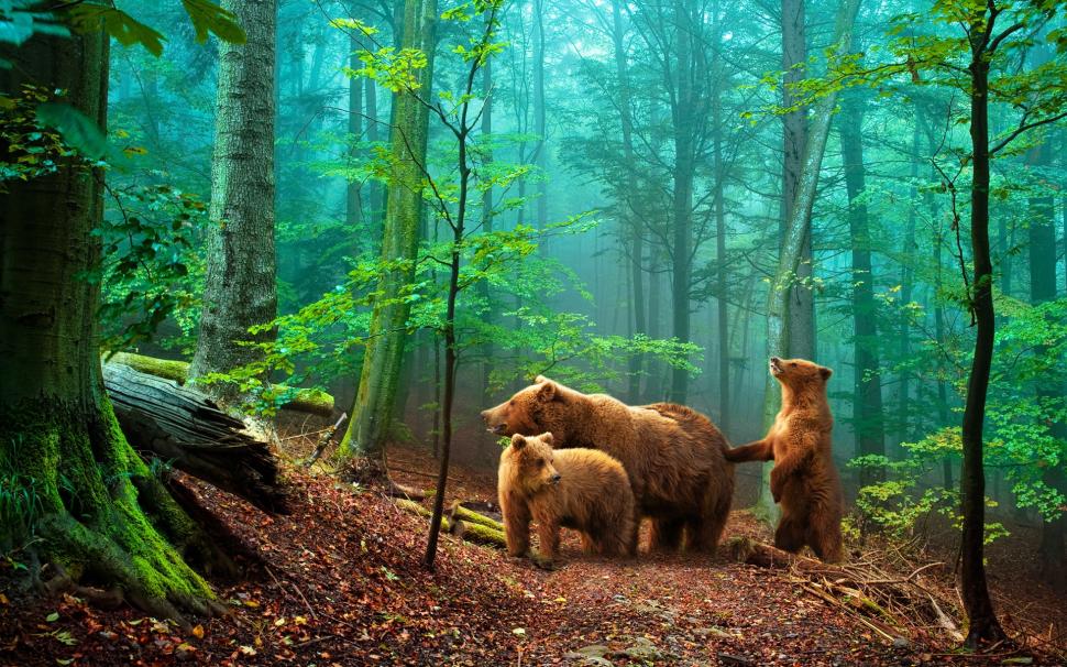 Brown bears in the forest wallpaper,Brown HD wallpaper,Bear HD wallpaper,Forest HD wallpaper,1920x1200 wallpaper
